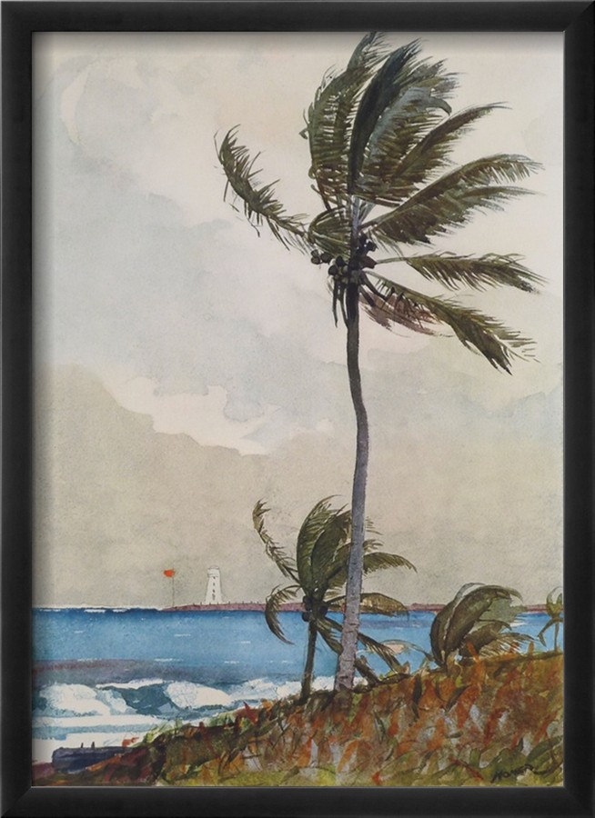 Palm Tree, Nassau By Winslow Homer